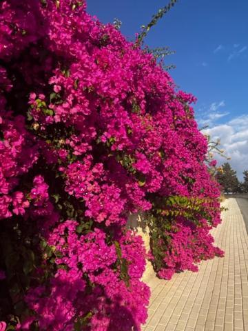 Apartamento 2 Palaepaphos Gardens Kouklia Exterior foto